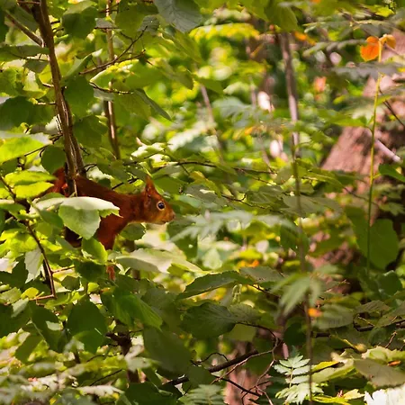 In The Netherlands Putten