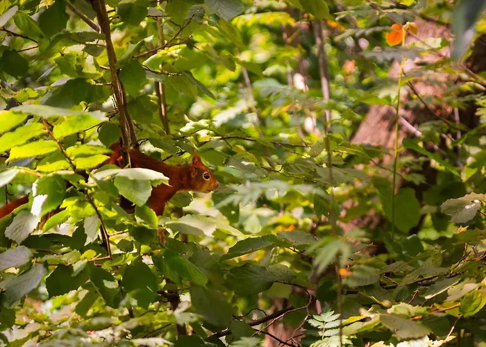 In The Netherlands Putten